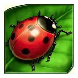 Ladybird